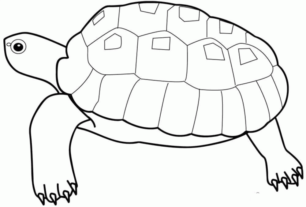 Название: Раскраска Раскраски черепаха раскраски, черепаха, для детей, рептилии. Категория: . Теги: .