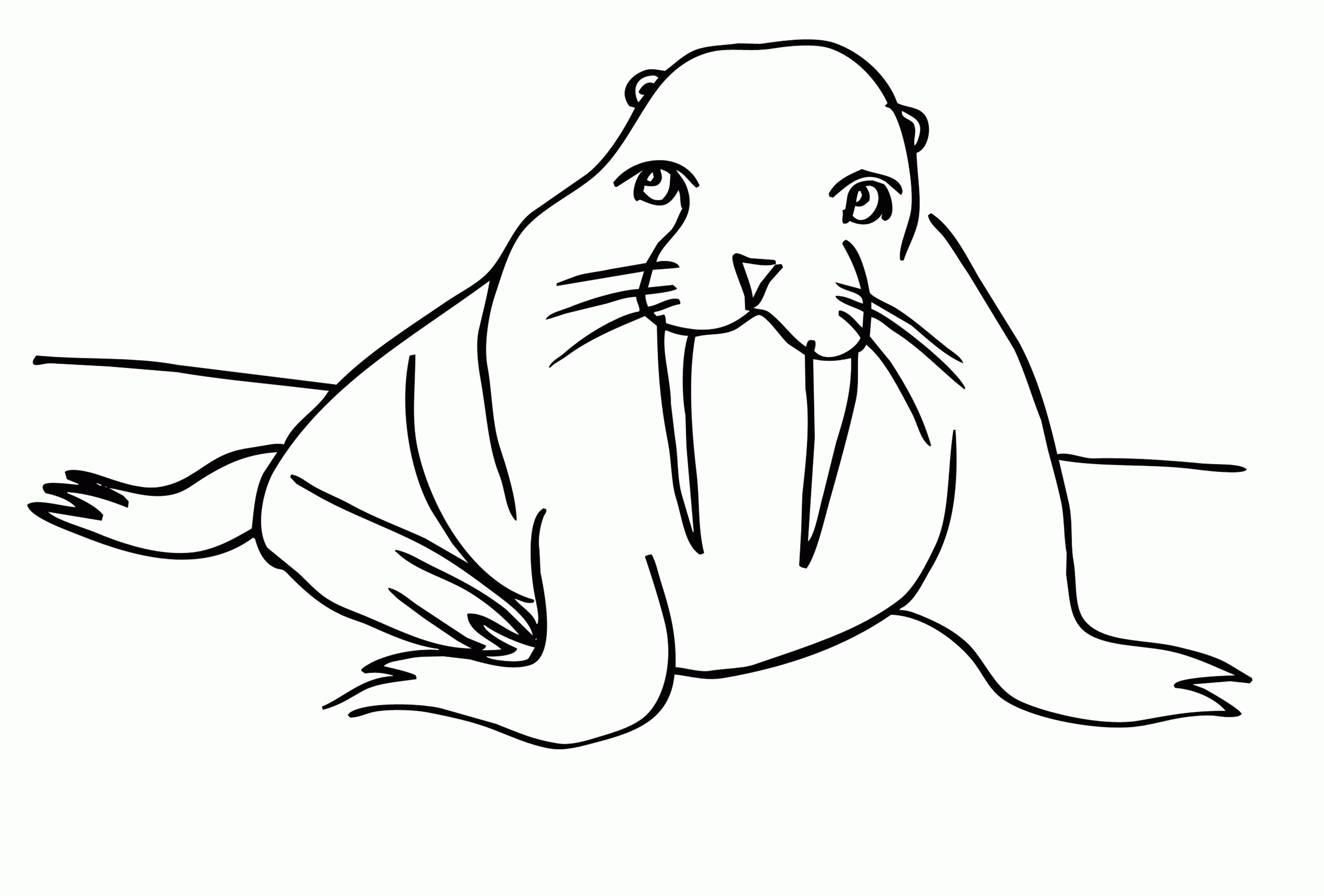 Название: Раскраска Северный тюлень. Категория: . Теги: .