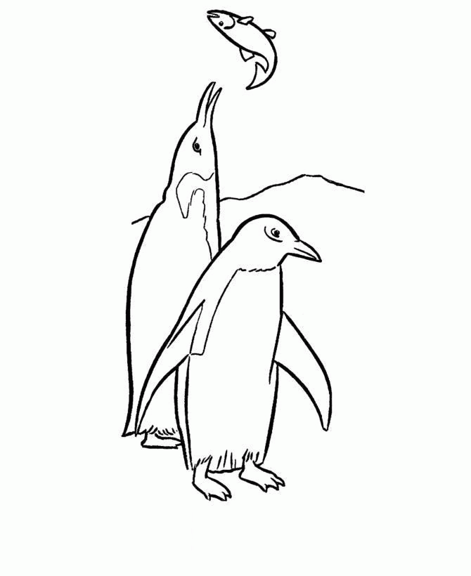 Название: Раскраска Пингвины ловят рыбу. Категория: . Теги: .