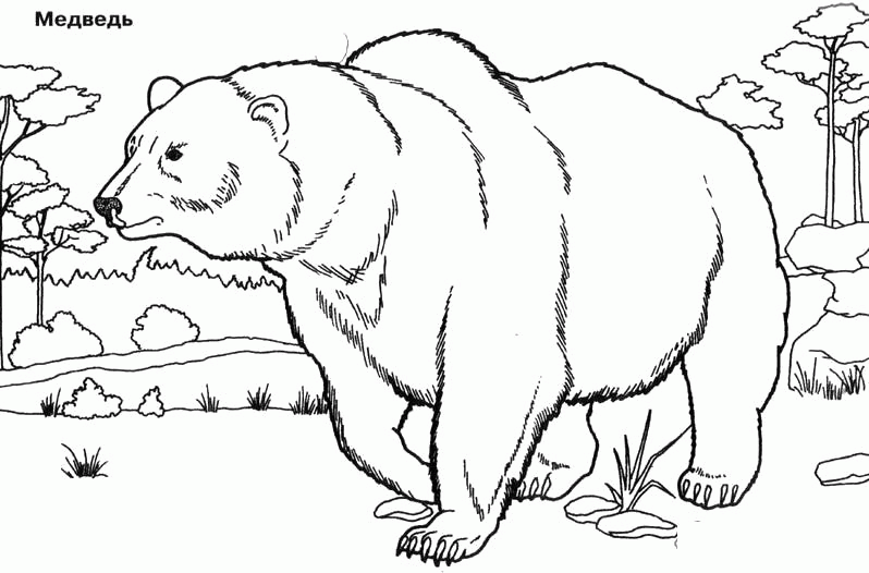 Название: Раскраска Учим животных раскраски, медведь. Категория: . Теги: .