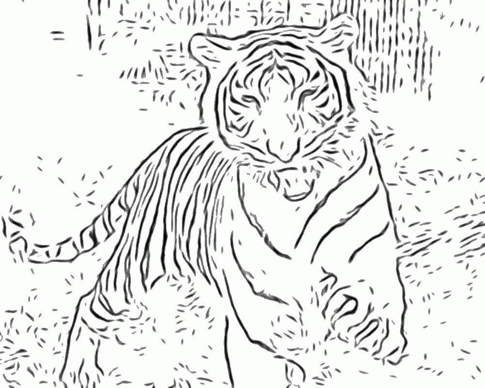 Название: Раскраска Тигр в лесу. Категория: . Теги: .
