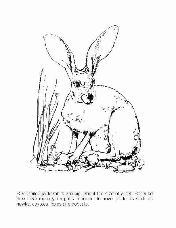 Название: Раскраска Кролик с большими ушками. Категория: . Теги: .