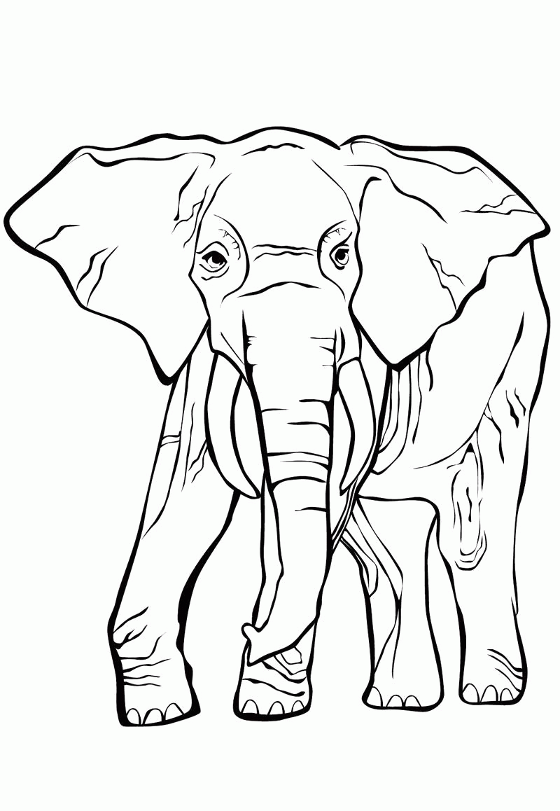 Название: Раскраска Раскраска Слон с длинным хоботом. Скачать слон.  Распечатать Дикие животные. Категория: . Теги: .