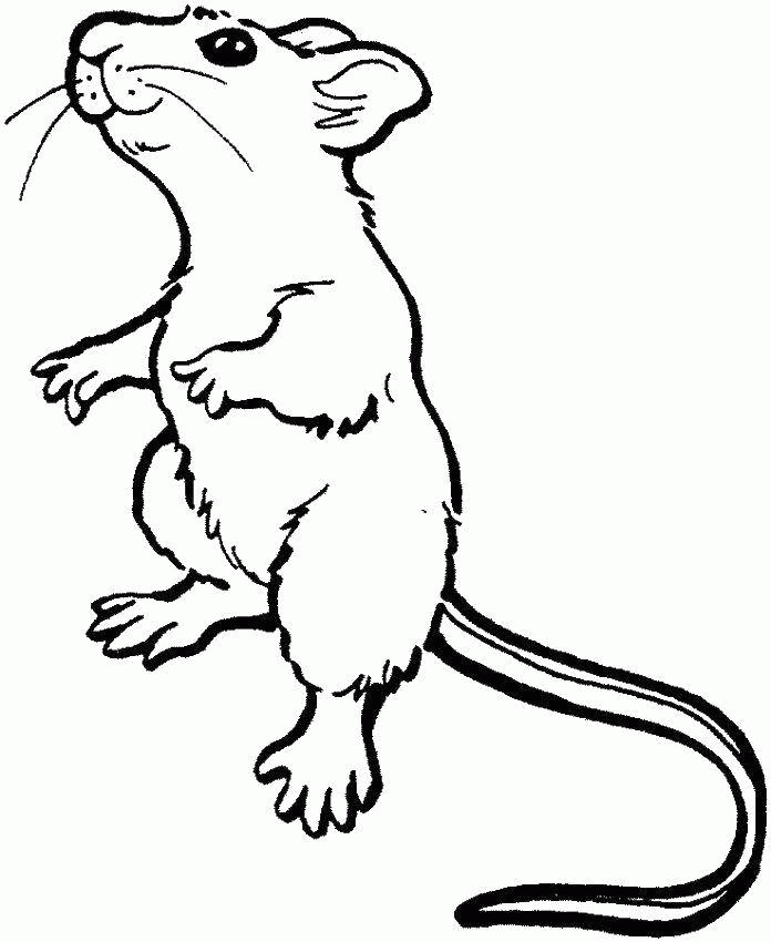 Название: Раскраска Мышка с хвостом. Категория: . Теги: .