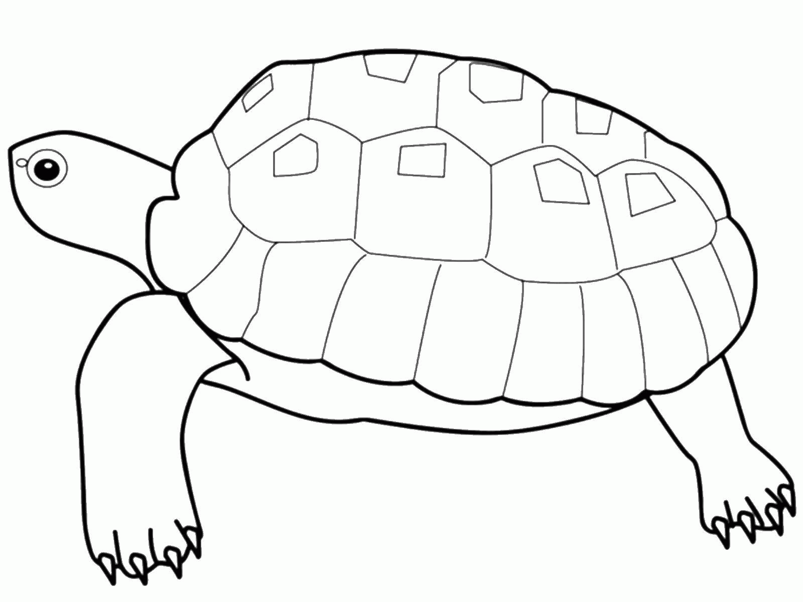 Название: Раскраска Большая черепаха. Категория: . Теги: .