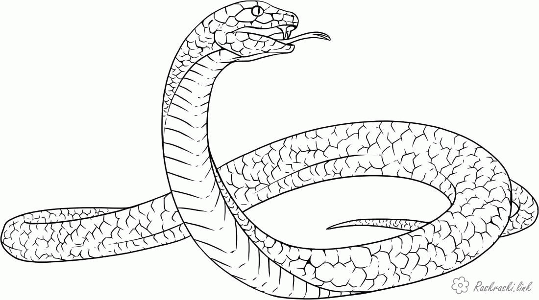 Название: Раскраска Раскраска змея. Категория: . Теги: .