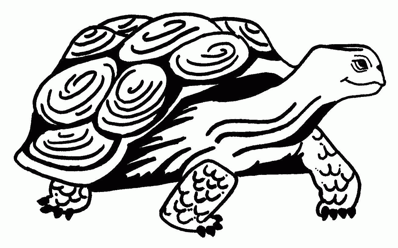 Название: Раскраска Название: Раскраска Черепаха с длиной шеей. Категория: раскраски. Теги: черепаха, панцирь.. Категория: . Теги: .