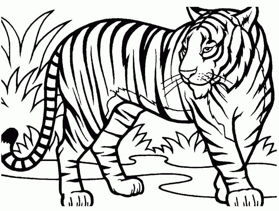 Название: Раскраска Раскраска Тигр большой -  полосатым тигров около высокой травы. Скачать Тигр.  Распечатать Дикие животные. Категория: . Теги: .