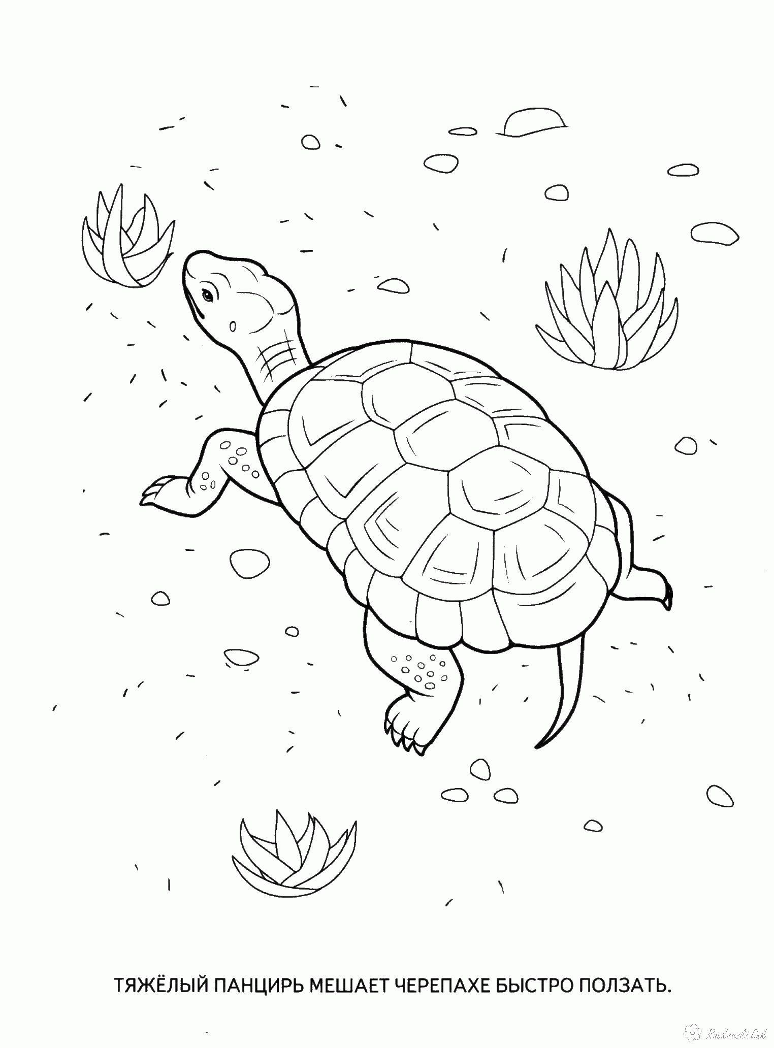 Название: Раскраска Раскраски черепаха детская раскраска рептилии, черепаха. Категория: . Теги: .