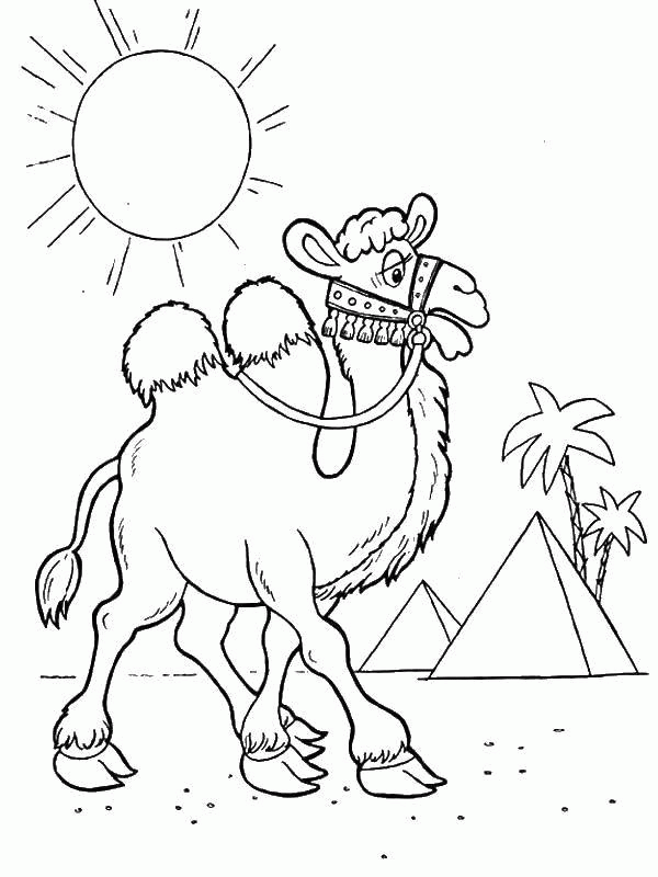 Название: Раскраска Верблюд в жаркой пустыне. Категория: . Теги: .