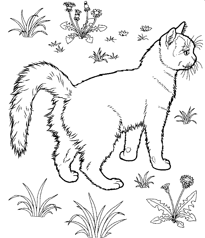 Название: Раскраска раскраска дикая кошка в поле. Категория: . Теги: .