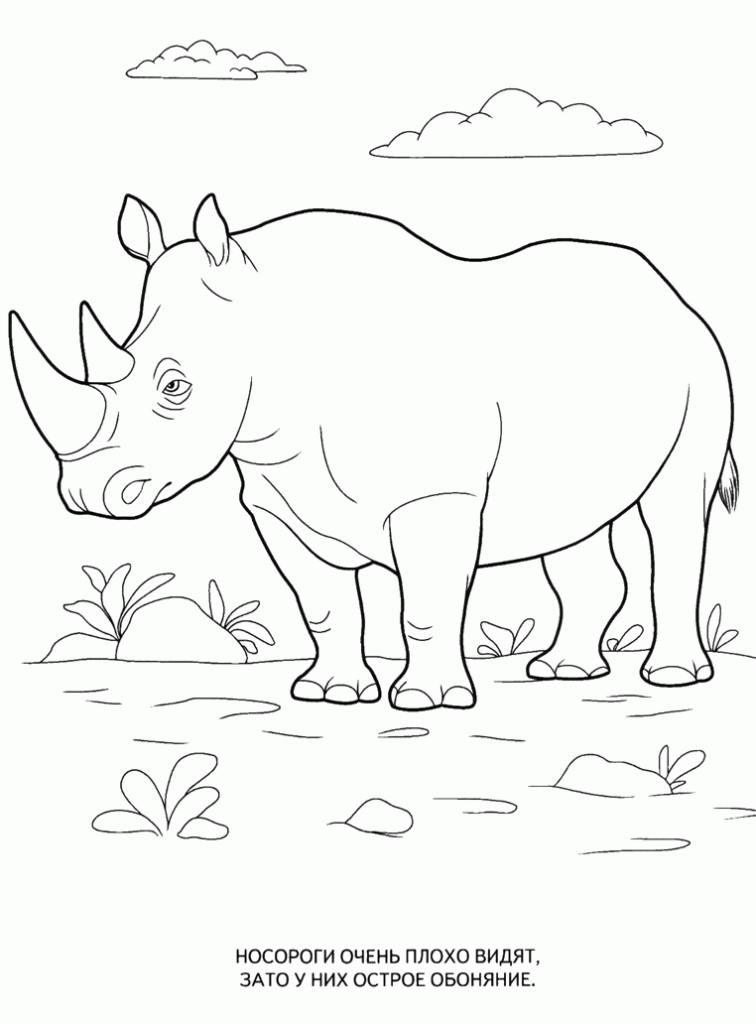 Название: Раскраска Картинки раскраски животные, носорог. Категория: . Теги: .