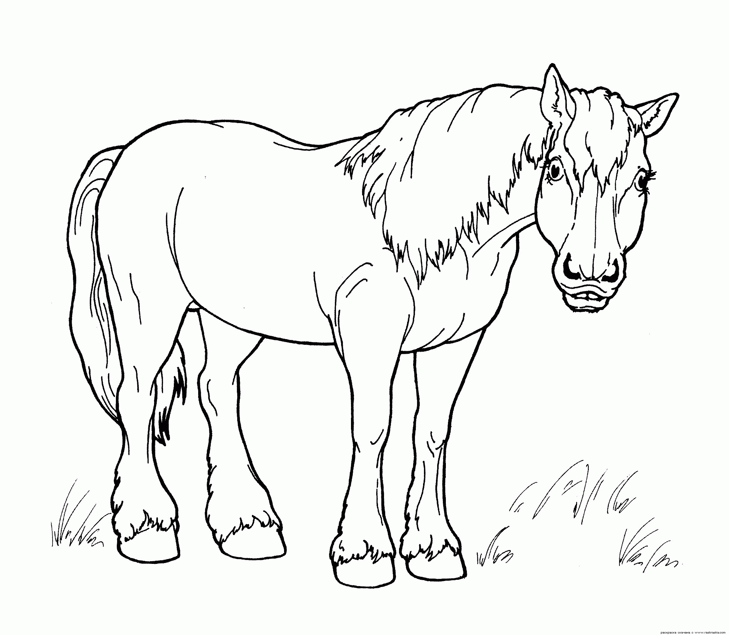 Название: Раскраска Раскраска прекрасная лошадь. Категория: . Теги: .