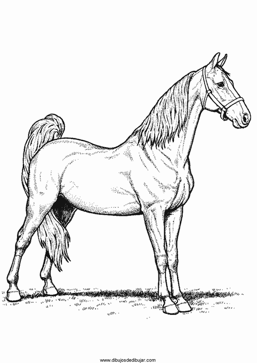 Название: Раскраска Раскраски лошади раскраска арабская лошадь, для детей, лошади. Категория: . Теги: .