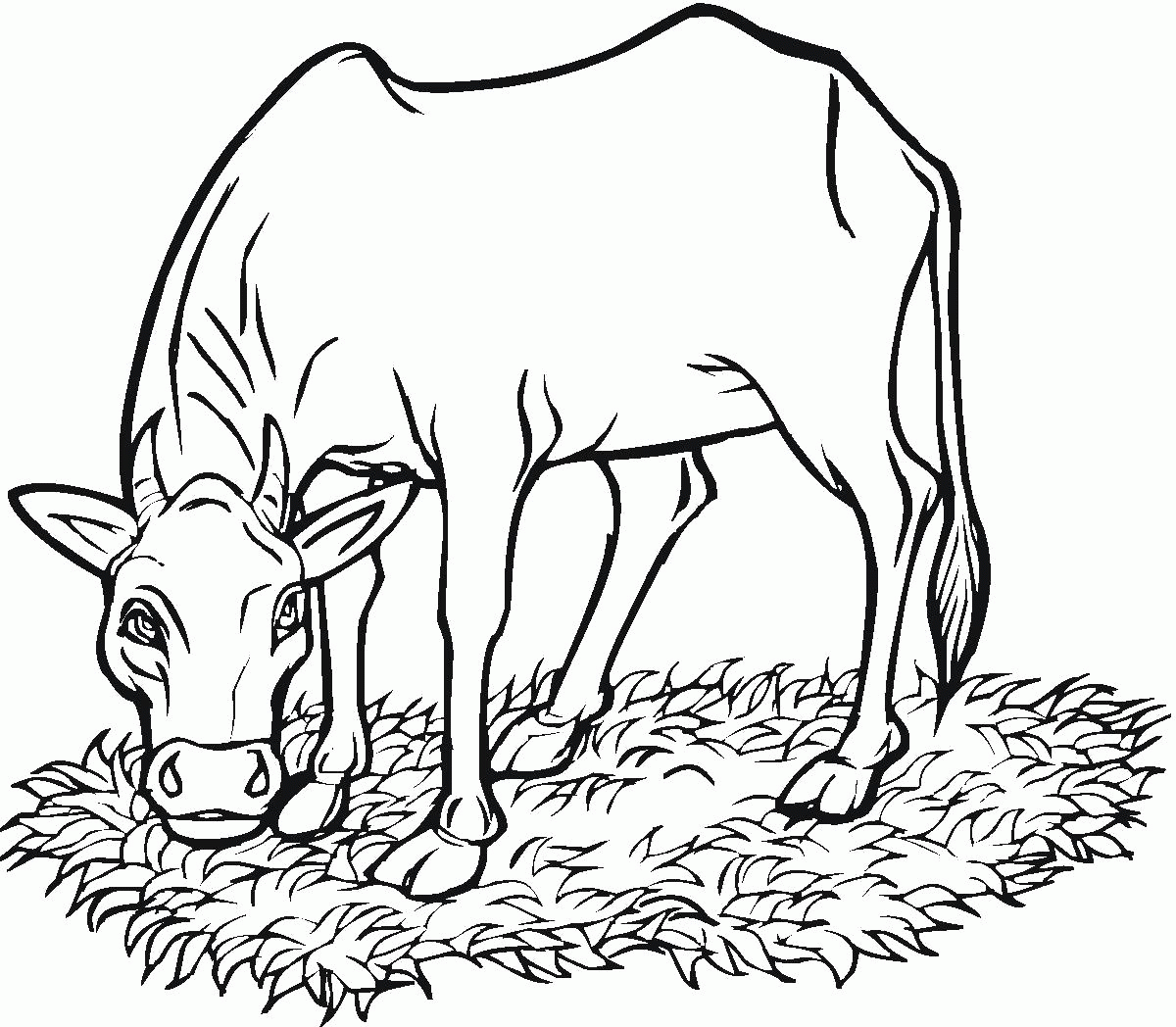 Название: Раскраска Корова на лугу жует газон. Категория: . Теги: .