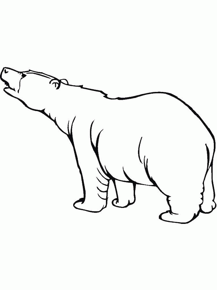 Название: Раскраска Белый медведь.. Категория: . Теги: .