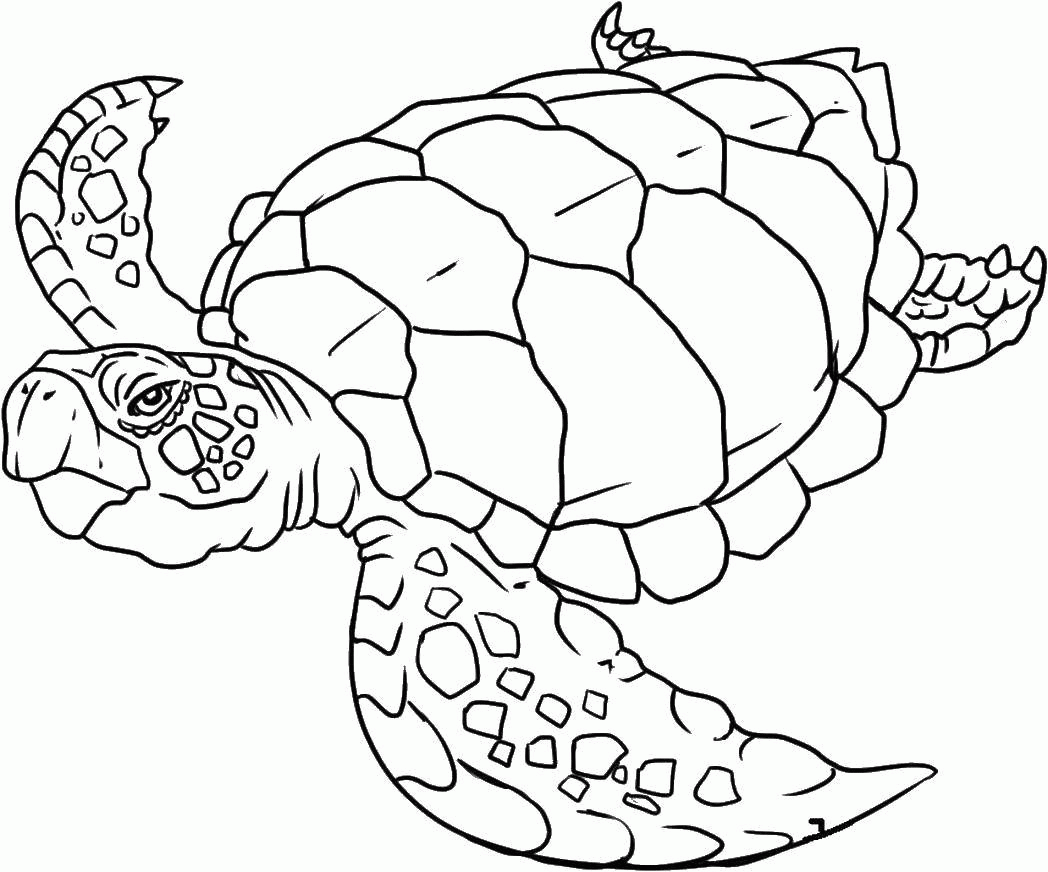 Название: Раскраска Название: Раскраска Морская черепашка. Категория: Морские животные. Теги: Рептилия, черепаха.. Категория: . Теги: .