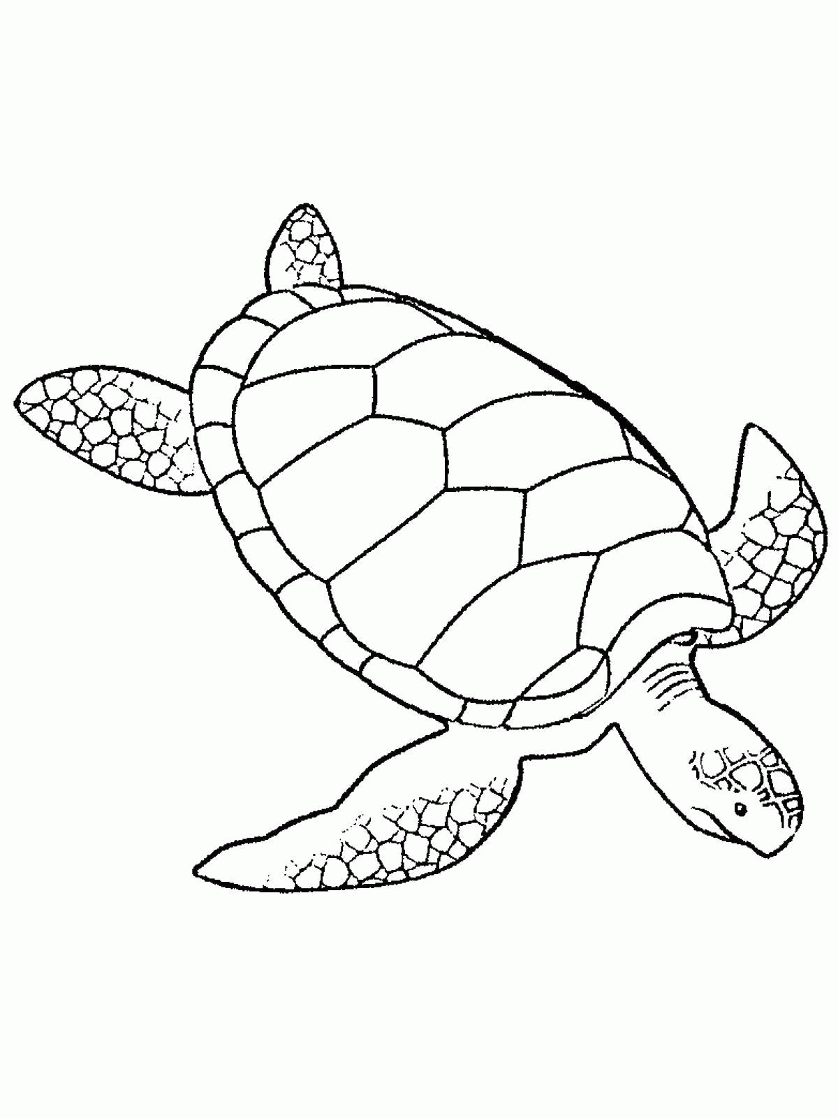 Название: Раскраска Название: Раскраска Подводная черепаха. Категория: морская черепаха. Теги: черепаха, панцирь.. Категория: . Теги: .