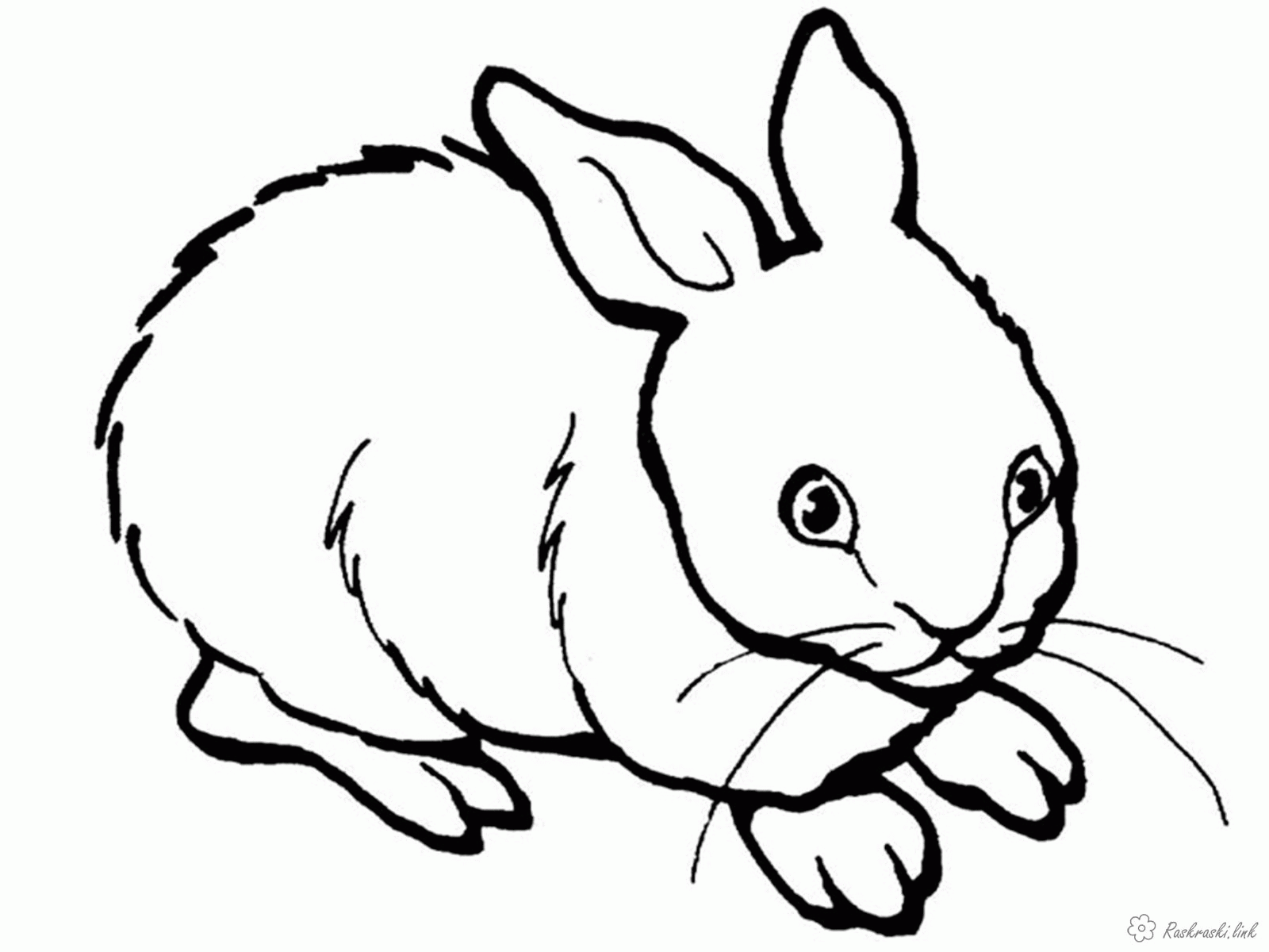 Название: Раскраска Раскраски пушистый кролик, белый, пушистый, раскраски. Категория: . Теги: .