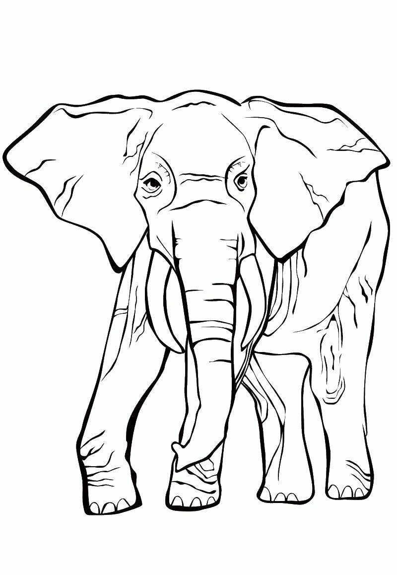 Название: Раскраска Большой слон. Категория: . Теги: .
