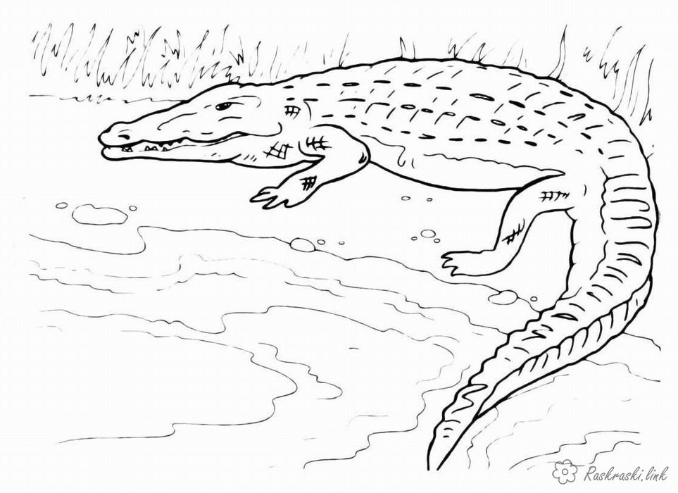Название: Раскраска крокодил около воды. Категория: . Теги: .