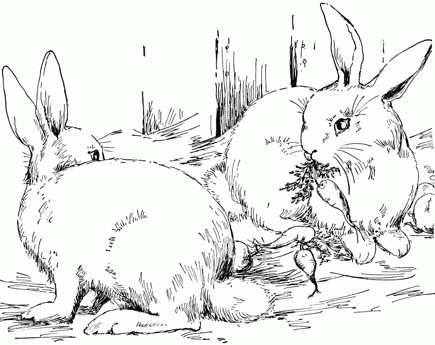 Название: Раскраска Два кролика едят морковку. Категория: . Теги: .