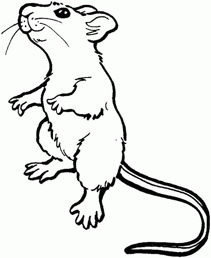 Название: Раскраска Название: Раскраска Крыса. Категория: животные. Теги: животные, мышь, крыса.. Категория: . Теги: .