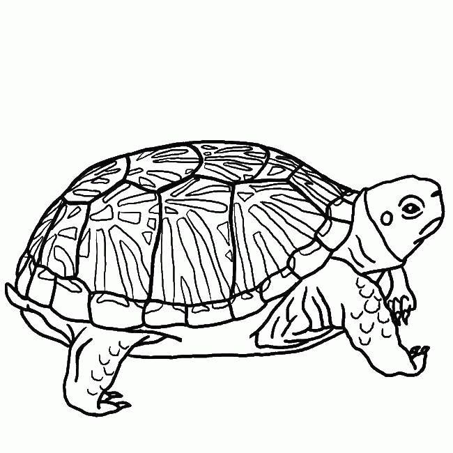 Название: Раскраска Серьезная черепаха. Категория: . Теги: .