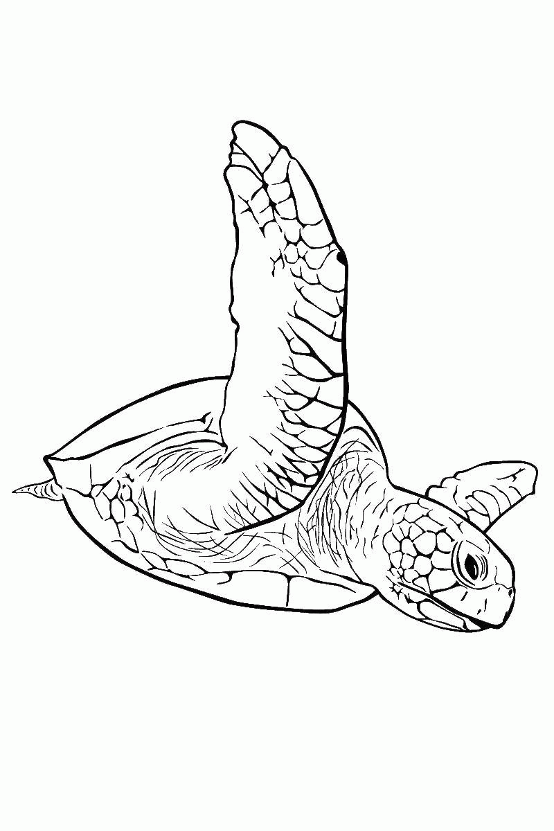 Название: Раскраска Морская черепаха. Категория: . Теги: .