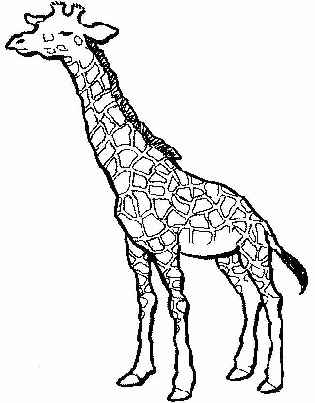 Название: Раскраска Жираф. Категория: . Теги: .