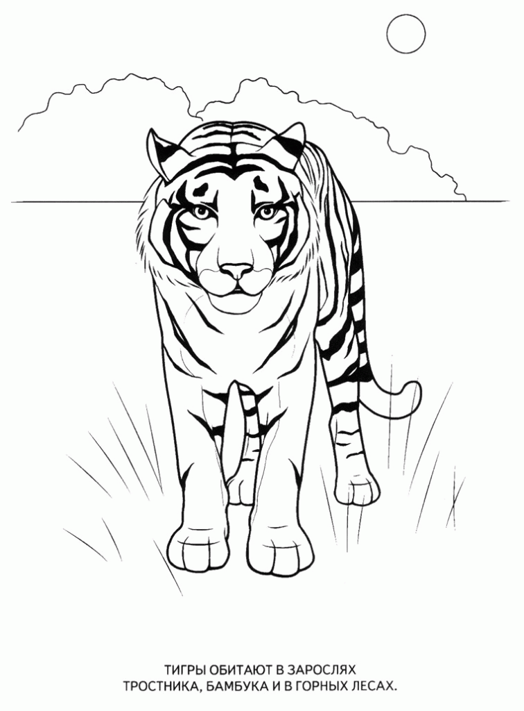 Название: Раскраска Раскраски животные, распечатать для детей, тигр. Категория: . Теги: .