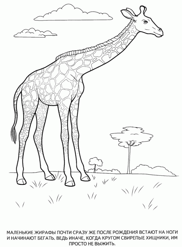 Название: Раскраска Картинки раскраски животные, жираф. Категория: . Теги: .