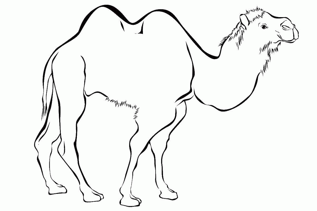 Название: Раскраска Двугорбый верблюд. Категория: . Теги: .