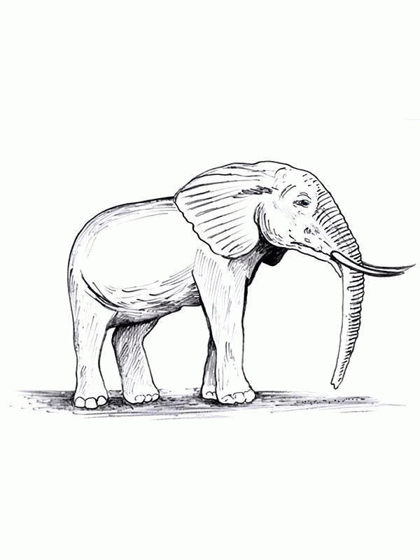 Название: Раскраска Раскраски лесные животные слоник. Категория: . Теги: .