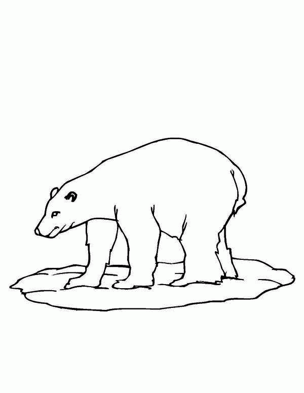 Название: Раскраска Большой полярный медведь. Категория: . Теги: .