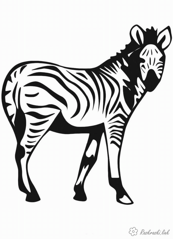 Название: Раскраска зебра смотрит на нас. Категория: . Теги: .