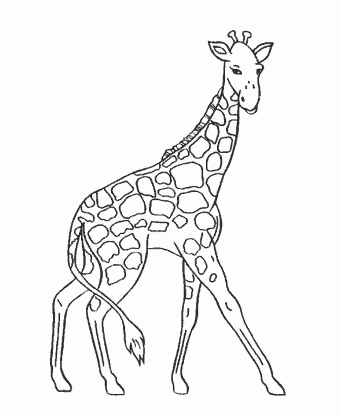 Название: Раскраска Раскраска Жираф на длинных ногах. Скачать жираф.  Распечатать Дикие животные. Категория: . Теги: .