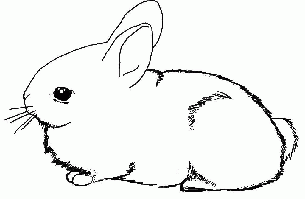 Название: Раскраска Пушистый белый кролик. Категория: . Теги: .