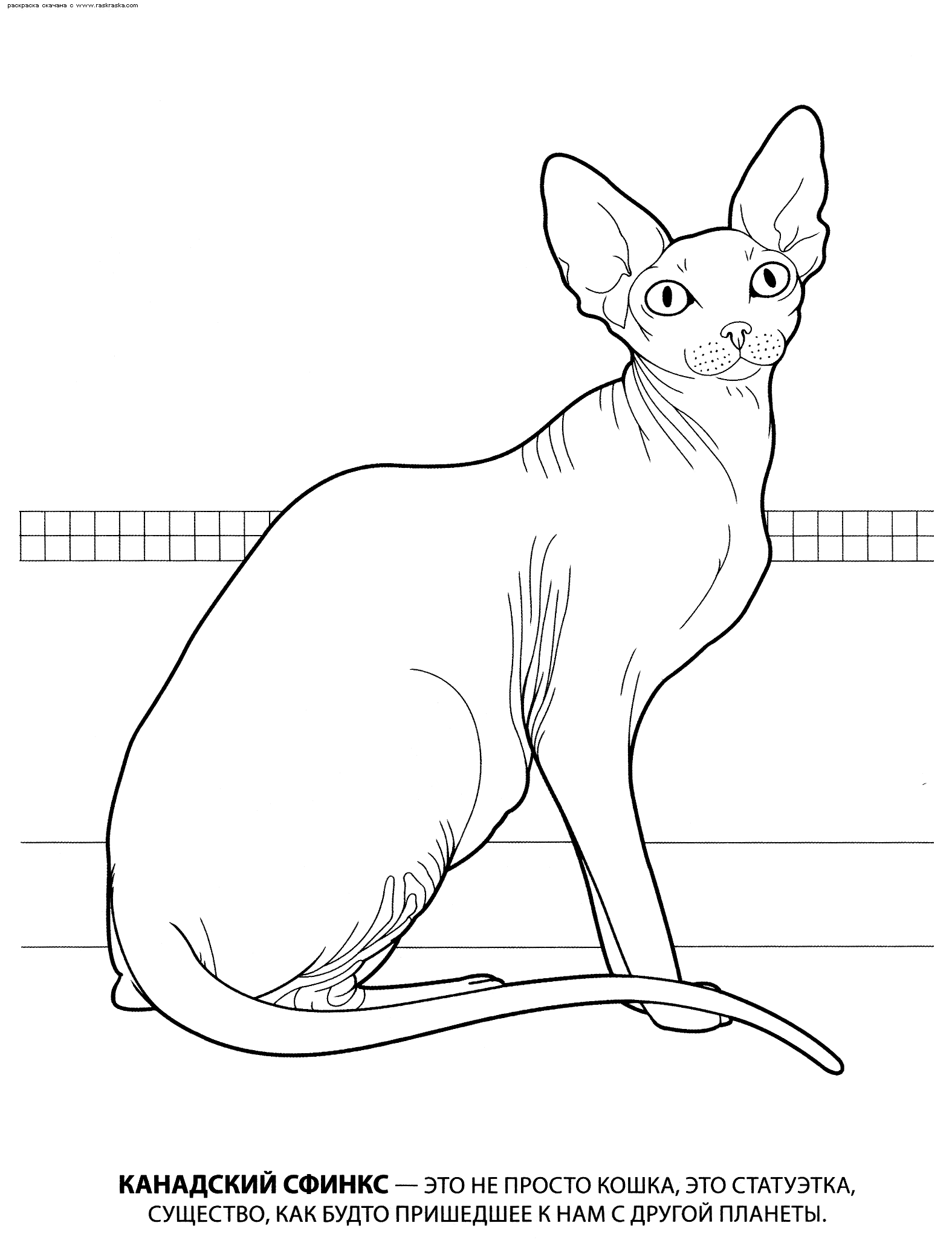 Название: Раскраска Раскраска канадский сфинкс. раскраска сфинкс кошка, голая кошка, лысая кошка, сфинкс, рисунок домашней кошки, раскраска с кошкой, скачать разукрашку. Категория: . Теги: .
