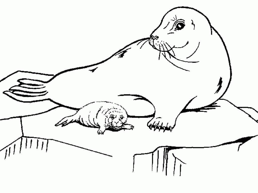 Название: Раскраска Мама тюлень с малышом. Категория: . Теги: .