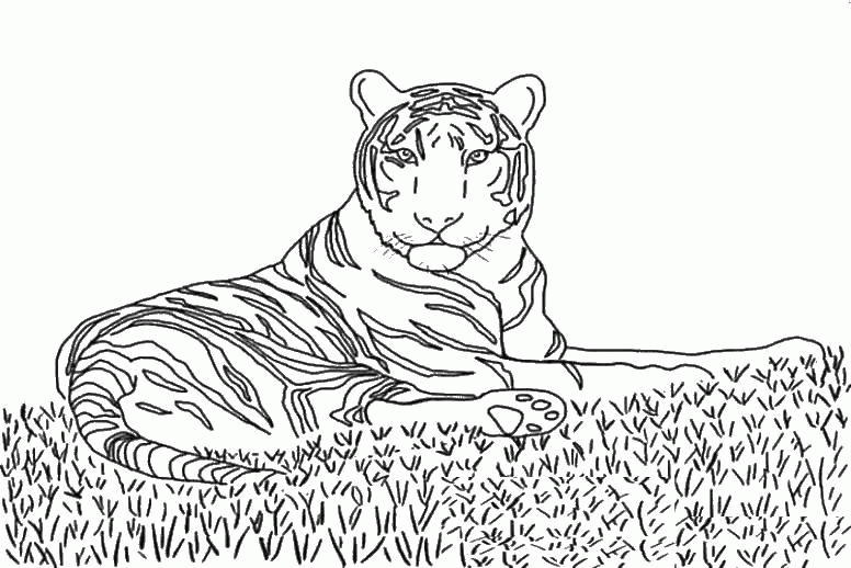 Название: Раскраска Тигр отдыхает на траве. Категория: . Теги: .