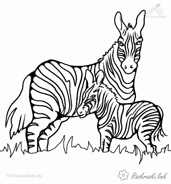 Название: Раскраска мама зебра и ее зебренок. Категория: . Теги: .