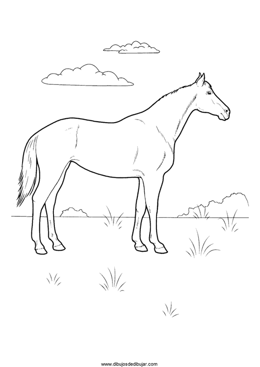 Название: Раскраска Раскраски лошади красивая лошадь, раскраска, для детей. Категория: . Теги: .