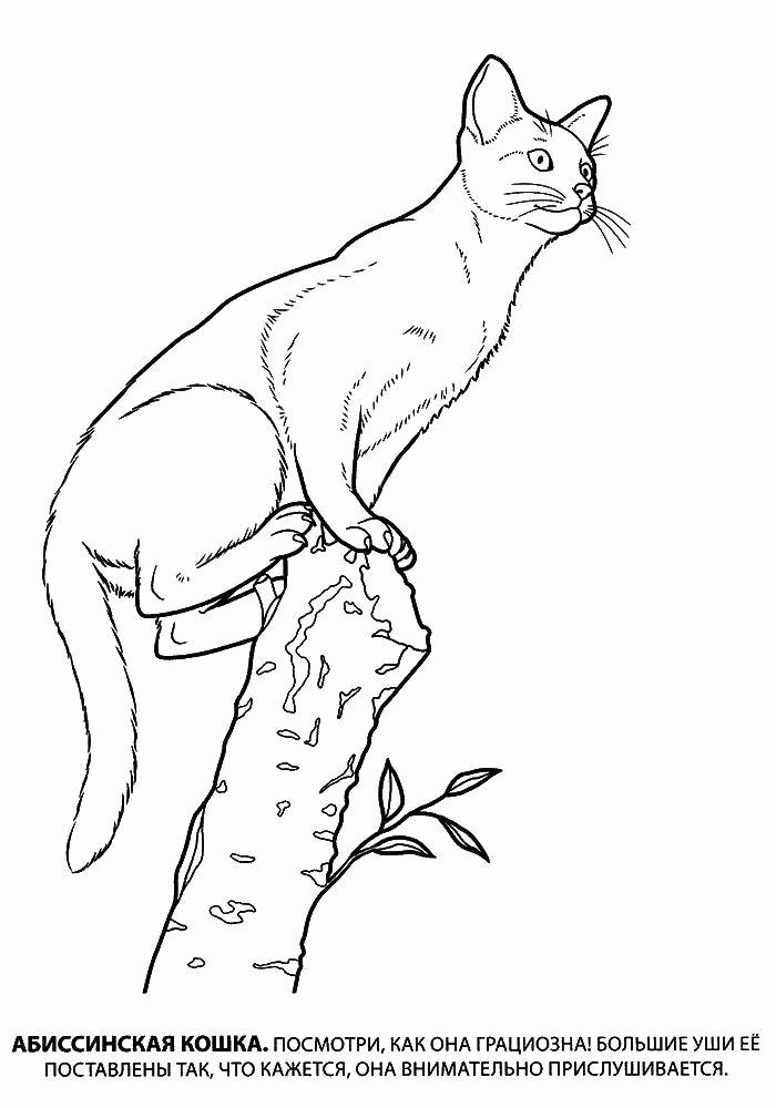 Название: Раскраска Абисинская кошка залезла на сломанное дерево. Категория: . Теги: .