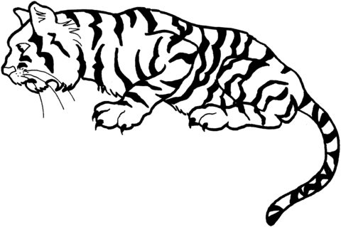 Название: Раскраска хитрый тигр. Категория: . Теги: .