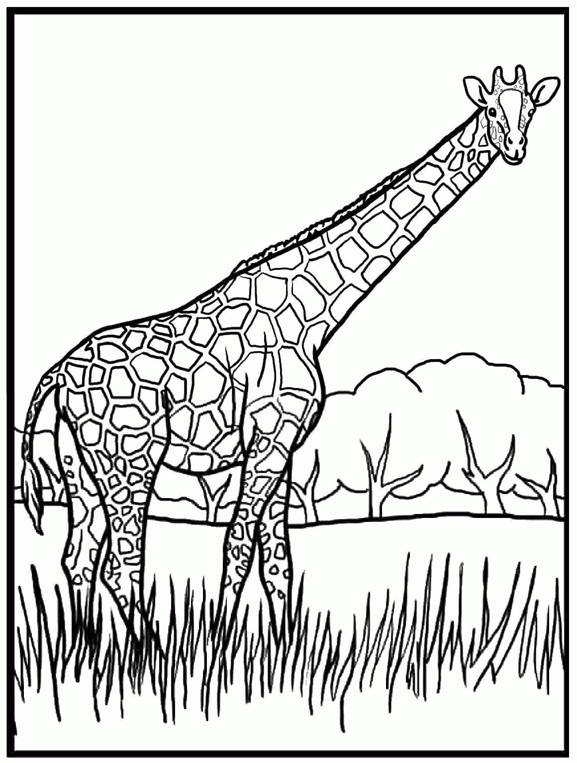 Название: Раскраска Жираф в сафари. Категория: . Теги: .
