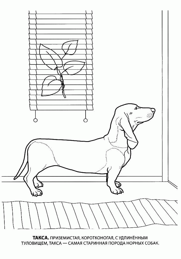 Название: Раскраска Название: Раскраска Такса. Категория: собаки. Теги: такса, собака.. Категория: . Теги: .