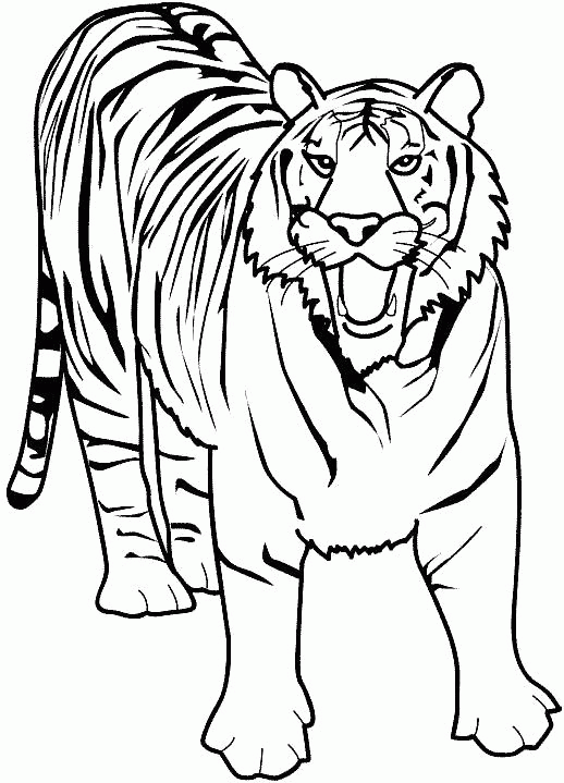Название: Раскраска Раскраска рычащий тигр. Скачать Тигр.  Распечатать Дикие животные. Категория: . Теги: .
