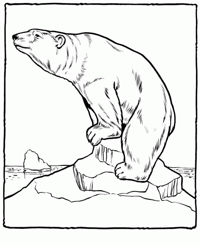 Название: Раскраска Медведь на льдине. Категория: . Теги: .