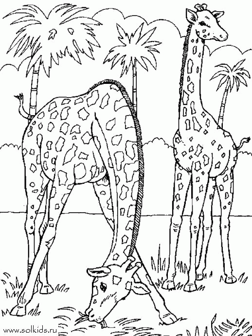 Название: Раскраска Раскраска  Жираф. Скачать жираф.  Распечатать Дикие животные. Категория: . Теги: .